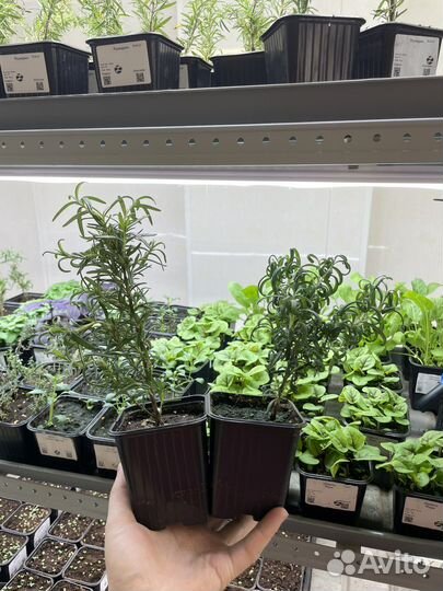 Розмарин в горшке