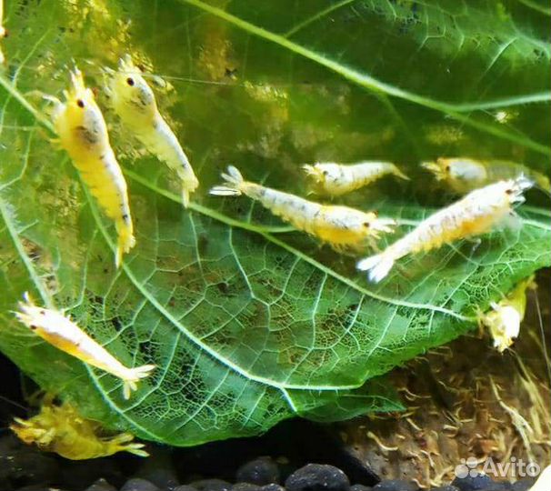 Креветки Каридины белые