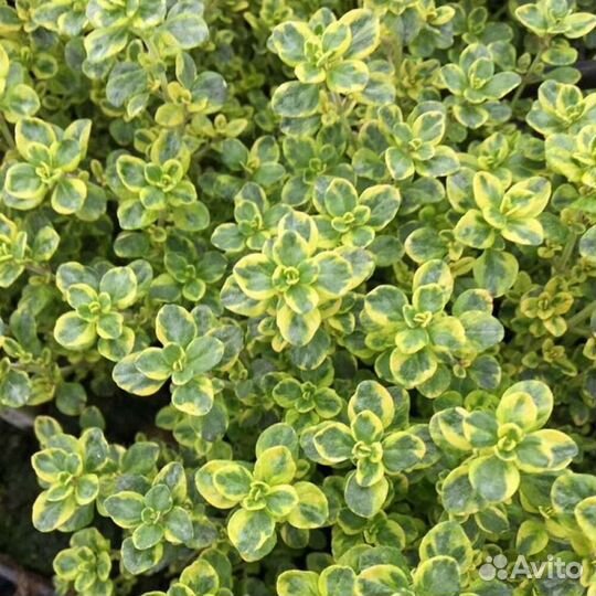 Лимоннопахнущий тимьян