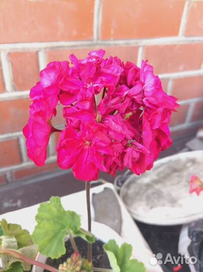 Герань пеларгония