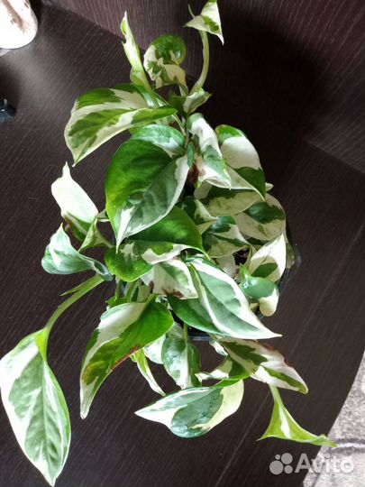 Сциндапсус энджой