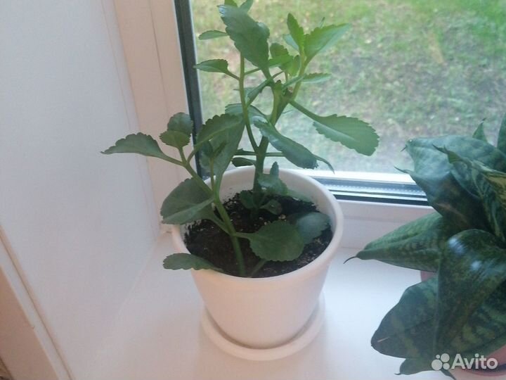 Каланхоэ цветущий