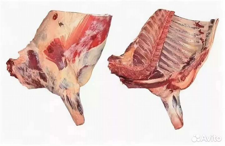 Мясо Телятина,Говядина Передок Нога