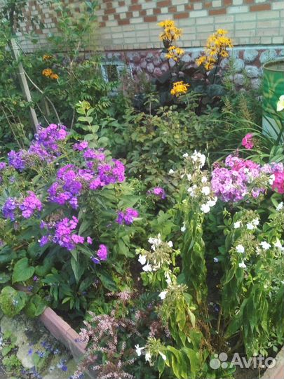 Цветы многолетние