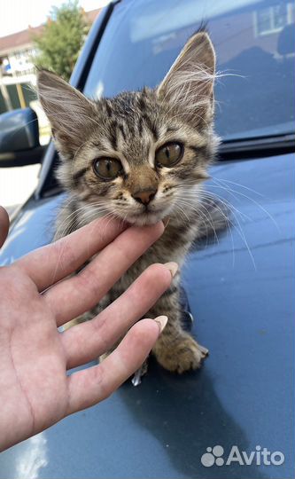 Котенок в добрые руки
