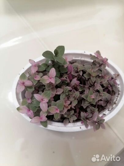 Каллизия 2 вида и Граптопеталум