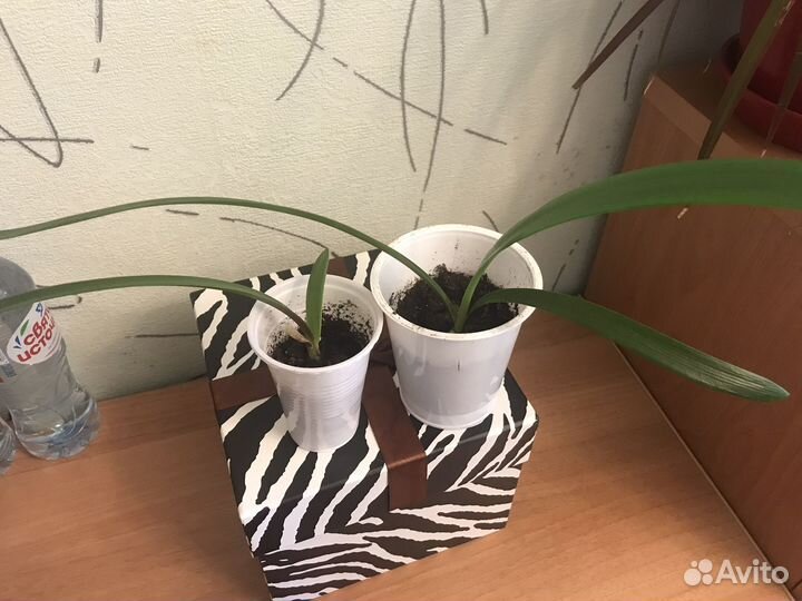 Гиппеаструм