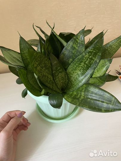 Сансевиерия отростки