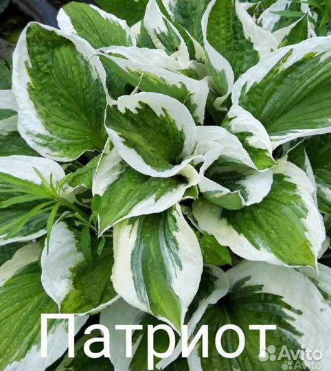 Хосты, гейхеры