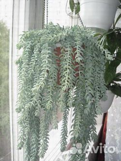 Суккуленты