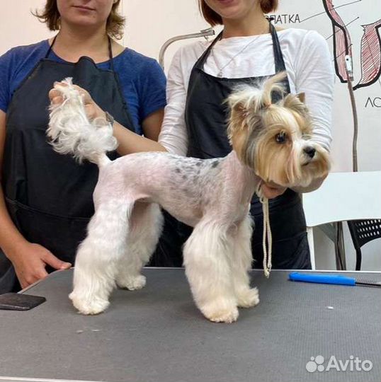 Груминг грумер стрижка собак