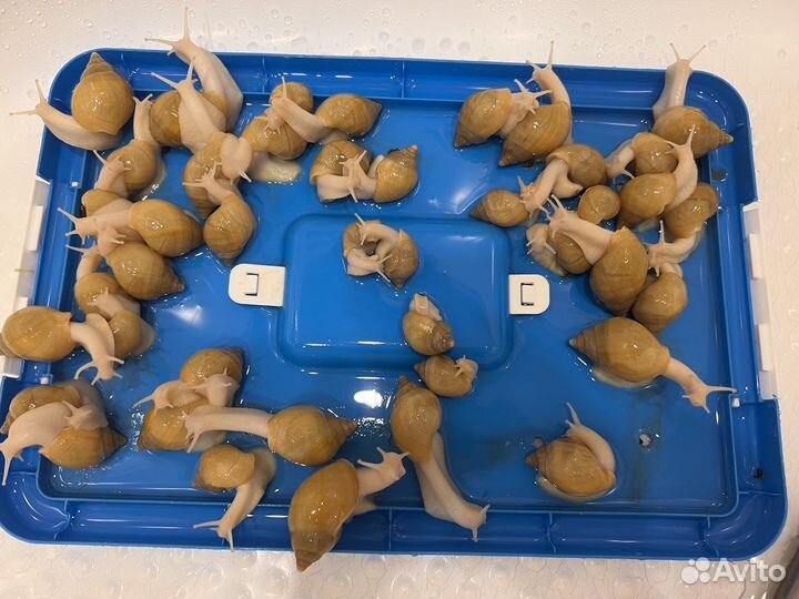 Улитки ахатины