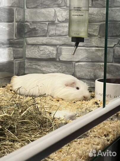 Морская свинка шелти 1900