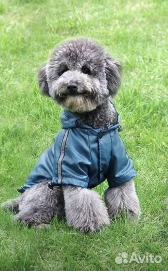 Дождевик для средней собаки