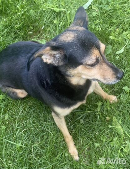 Выгульщик собак