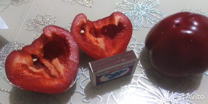 Рассада помидор