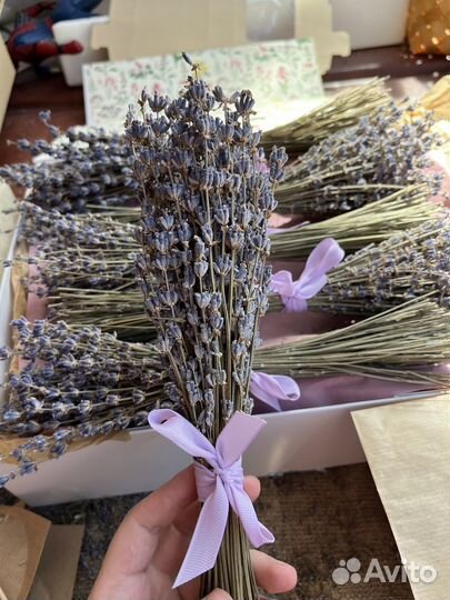 Лаванда сухоцвет