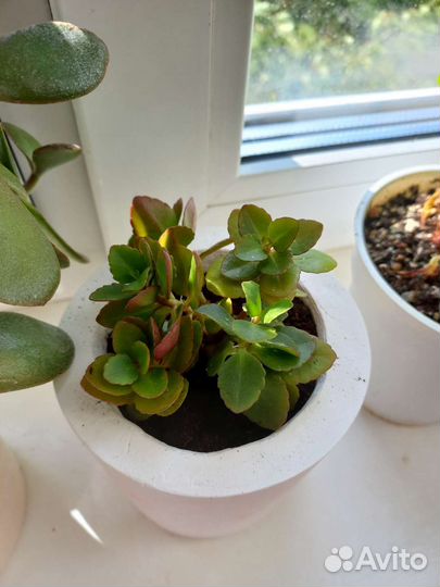 Комнатные цаеты