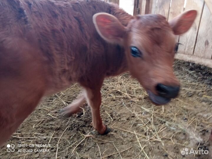 Джерсейский бычок, Чистопородный