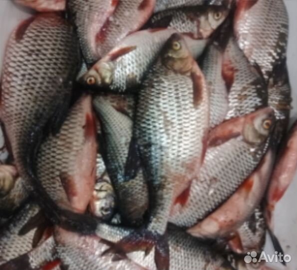 Свежая рыба