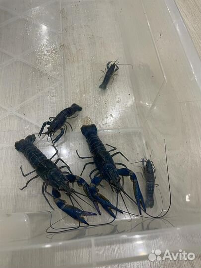 Австралийский красноклешневый рак