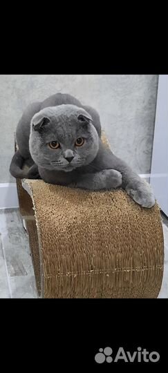 Шотландская