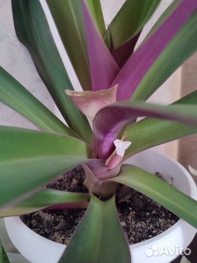 Традесканция рео