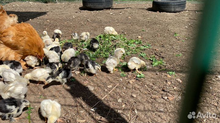 Инкубационное яйцо кур разных пород