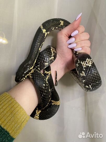 Амурский полоз, змея