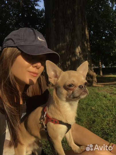 Передержка собак /догситтер