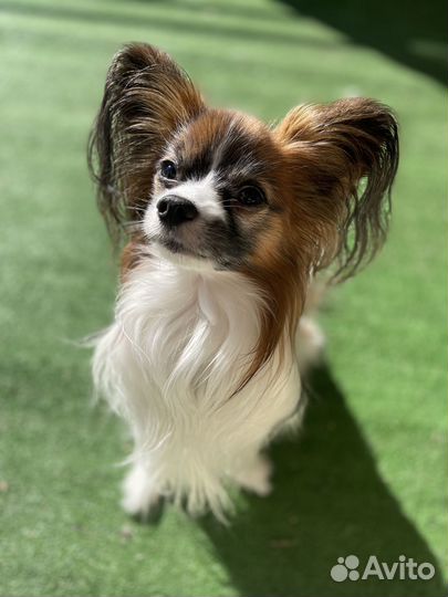 Передержка собак и кошек в домашних условиях