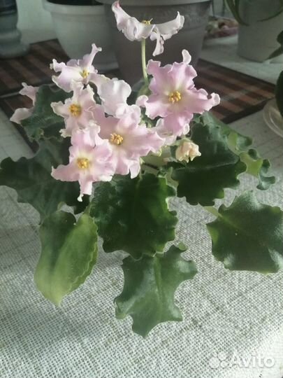 Цветы комнатные