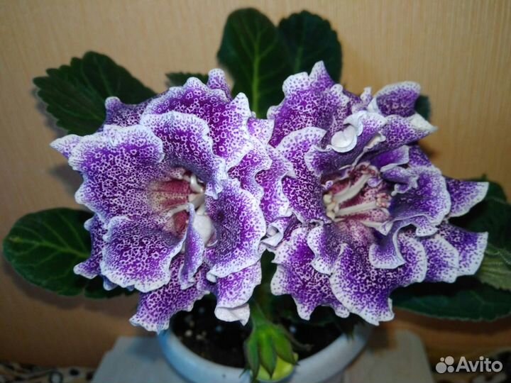 Клубни глоксиний