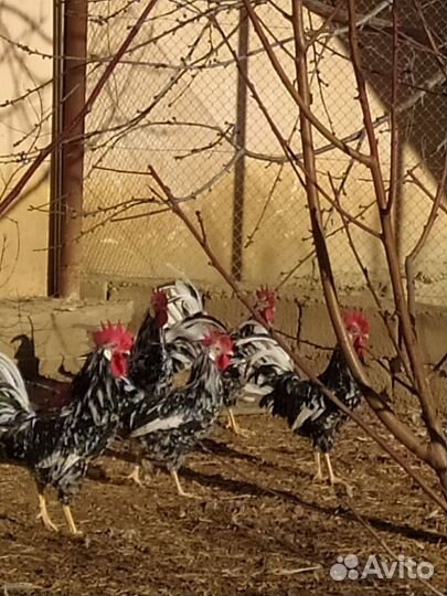 Инкубационные яйца и петухи