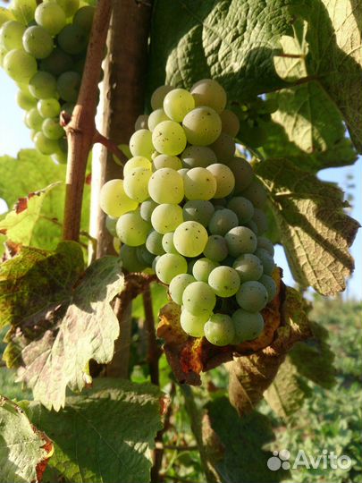 Саженцы винограда для виноделия в Рязани