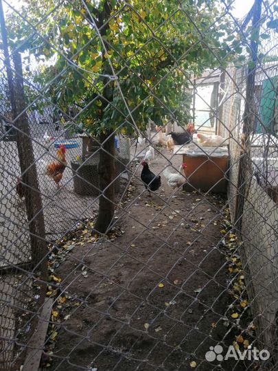 Домаш. куриные яйца