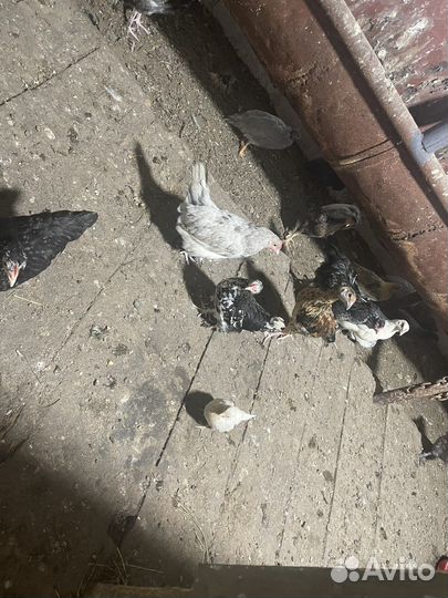 Цыплята куры цесарки