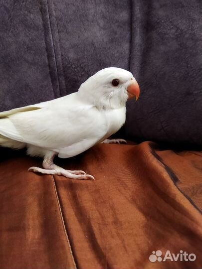 Ручной Выкормыш ожереловый попугай