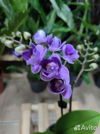 Орхидея Violet Queen пелор