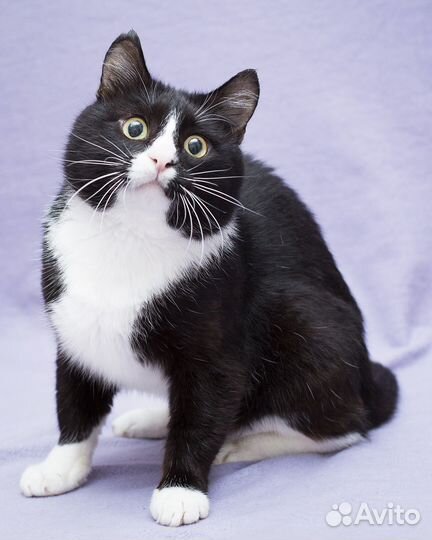 Разговорчивый котик