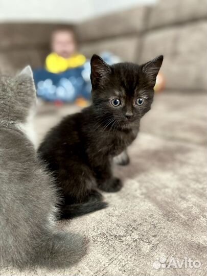 Кошка, котята