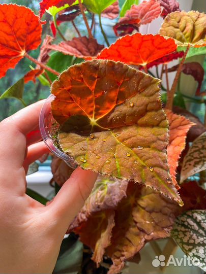Бегония autumn ember