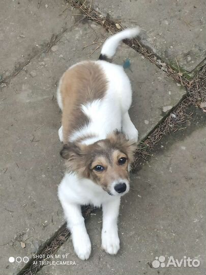 Маленькие дворняжки