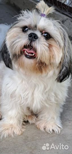 Ши-тцу девочка