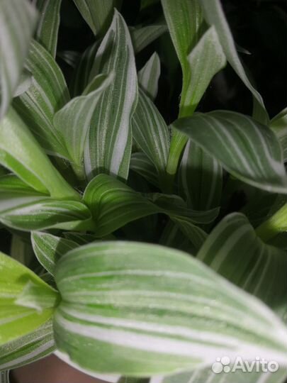 Хлорофитум, Традесканция