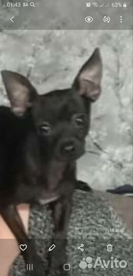 Вязка. Мини той терьер. 2, 5года