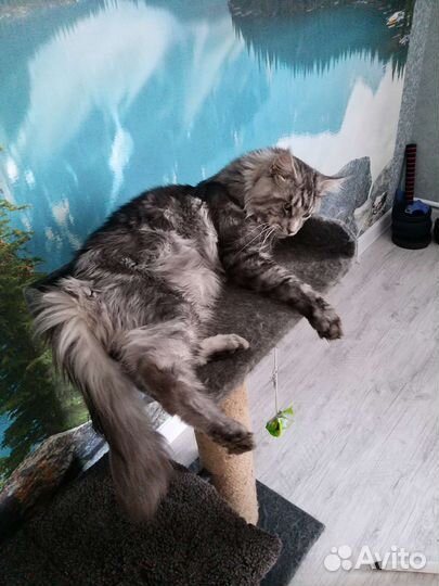 Кот мейн-кун вязка