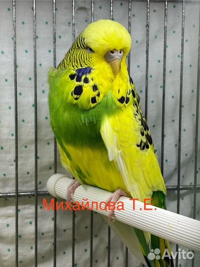 Бронь Погугай ввп