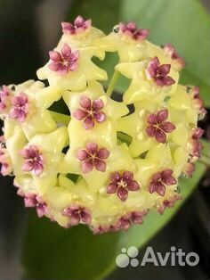 Разные хойи, сортовые и видовые