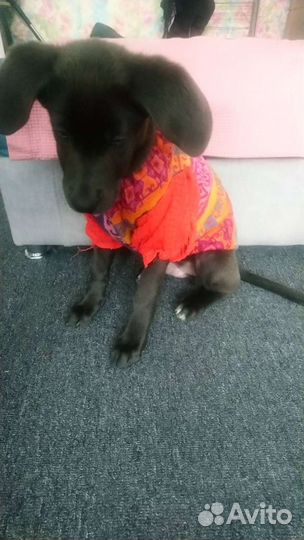 Жилетка теплая на собаку